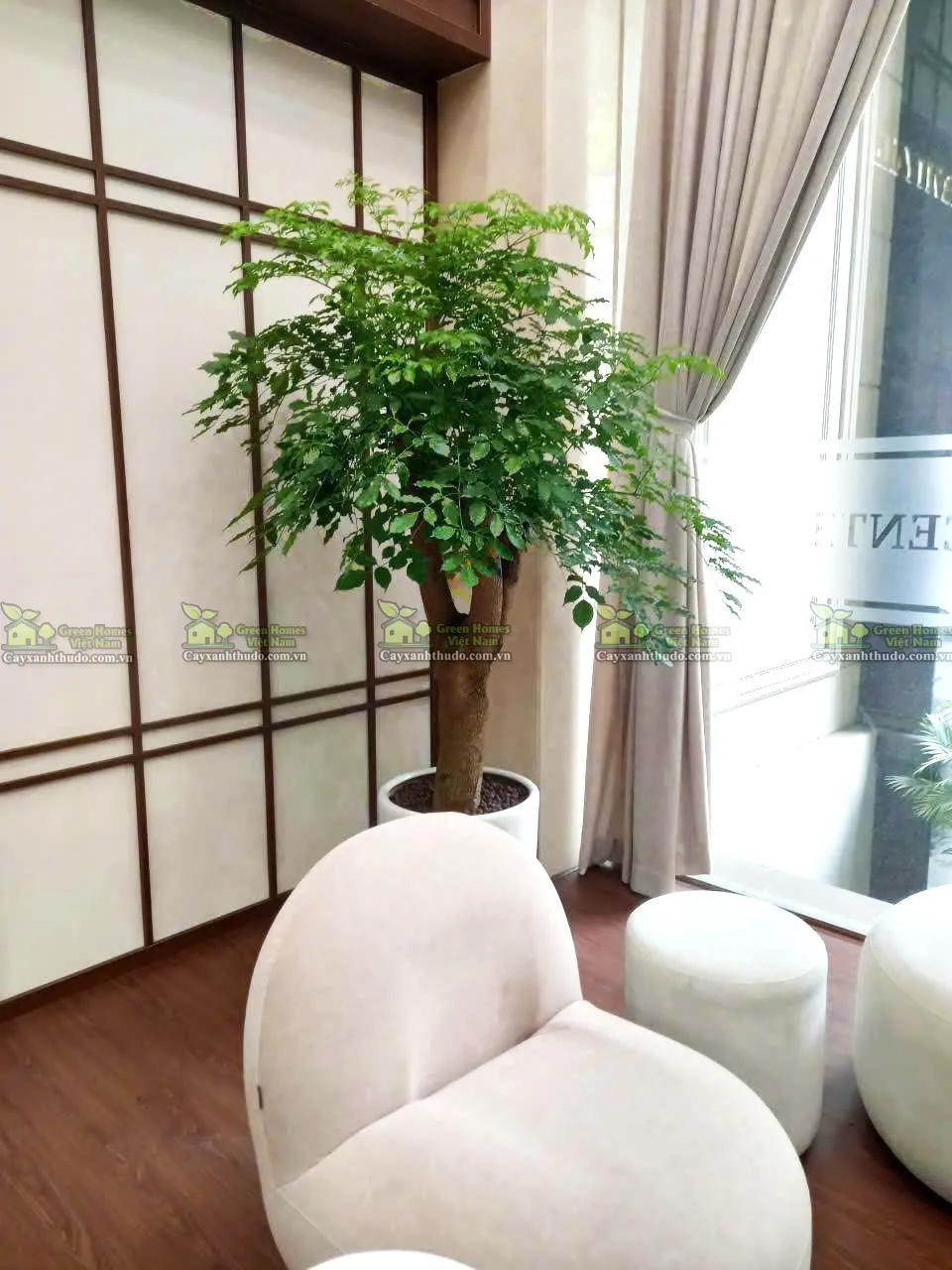 Cây Hạnh Phúc Gốc được Green Homes tư vấn cây nội thất cho khách thuê cây cảnh